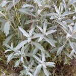 Artemisia ludoviciana 叶
