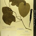 Aristolochia griffithii ᱮᱴᱟᱜ