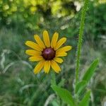 Rudbeckia hirtaফুল