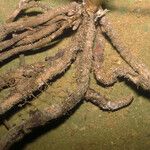 Prescottia stachyodes Corteza