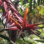 Pitcairnia brittoniana Прочее