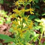 Solidago virgaurea Blüte