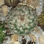 Mammillaria bombycina ᱥᱟᱠᱟᱢ