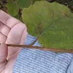 Corylus americana Corteza