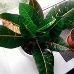 Codiaeum variegatum ഇല