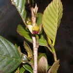Ticodendron incognitum Hoja
