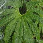 Anthurium pedatoradiatum Leaf