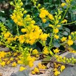 Caesalpinia vesicaria Flower