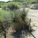 Yucca elata Vekstform