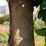 Ficus altissima Bark