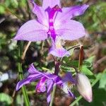 Calopogon tuberosus Flor