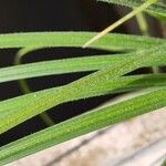 Carex hirta Leaf