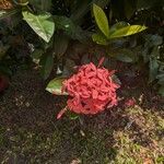 Ixora chinensisപുഷ്പം