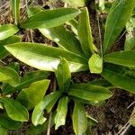 Brackenridgea arenaria Лист