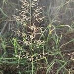 Eragrostis cylindriflora 花