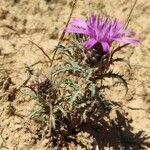 Atractylis humilis Leaf