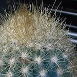 Pilosocereus tillianus Otro