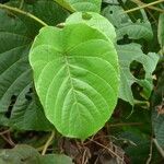 Decalobanthus peltatus Leaf