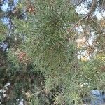 Melaleuca alternifolia برگ
