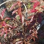 Oxydendrum arboreum Habitus