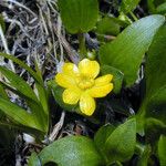 Ranunculus alismifolius Цвят