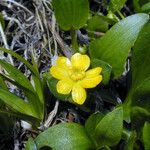 Ranunculus alismifolius Flor