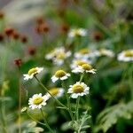 Tanacetum parthenium Květ