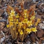 Orobanche fasciculata عادت