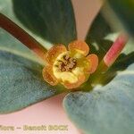 Euphorbia isatidifolia ᱮᱴᱟᱜ