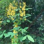 Laburnum anagyroides花