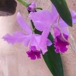 Cattleya jenmanii Λουλούδι