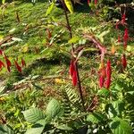 Fuchsia boliviana Floro