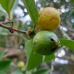 Psidium guineense Fruit