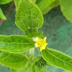 Synedrella nodiflora Flower