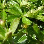 Anemonastrum narcissiflorum Leaf