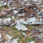 Magnolia macrophylla Leaf