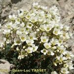 Saxifraga squarrosa عادت