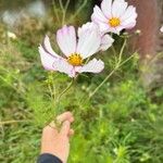 Cosmos caudatus Fleur