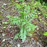 Cardamine impatiens موطن