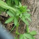 Potentilla norvegica পাতা