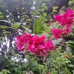 Bougainvillea glabraFlower