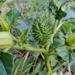 Datura stramoniumVrucht