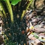 Blechnum tabulare Bark