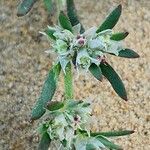 Paronychia arabica 树皮