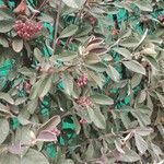 Cotoneaster glaucophyllus Плід