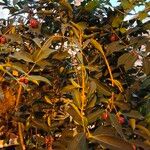 Eugenia punicifolia Tervik taim