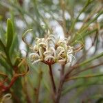 Stenocarpus milnei Flower
