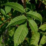 Bidens vulgata Blad