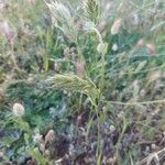 Bromus racemosus 整株植物