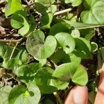 Dichondra carolinensis পাতা